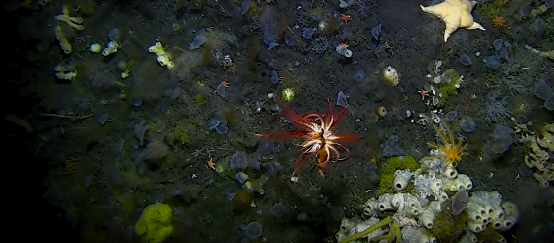 Image of the seafloor with a red sea creatureIcefin is your New Favorite Robot